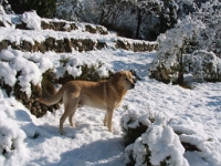 La neige à Tourrettes - 1er Février